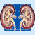 Transplantace ledvin